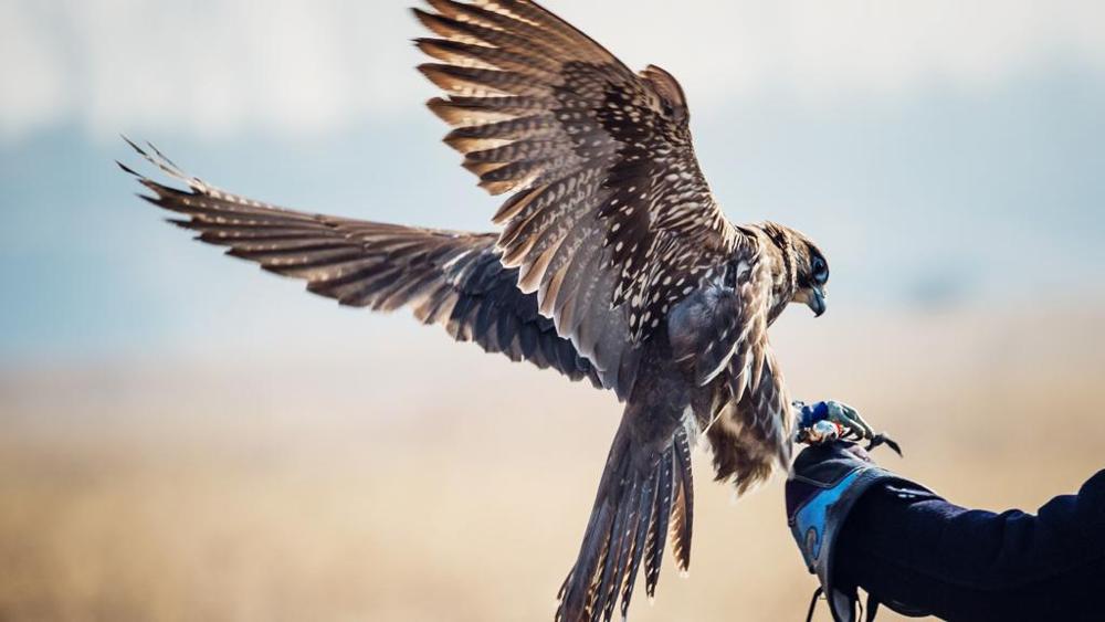 falconeria